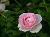 月季花