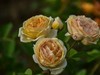 月季花