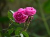 月季花