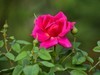 月季花