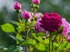 月季花