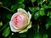 月季花