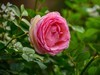 月季花