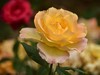 月季花