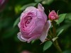 月季花