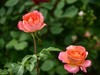 月季花