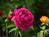 月季花