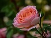 月季花