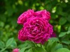 月季花
