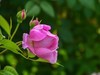 月季花