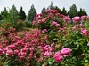月季花