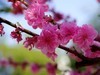 蠡园春色
