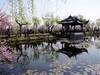 蠡园春色