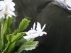 蟹爪兰