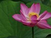北陵公园里的荷花