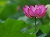北陵公园里的荷花