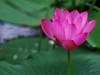 北陵公园里的荷花