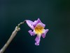 紫花风铃木