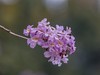 紫花风铃木