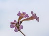 紫花风铃木