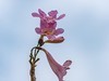 紫花风铃木