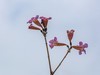 紫花风铃木