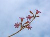 紫花风铃木