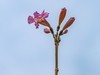 紫花风铃木