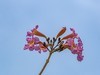 紫花风铃木