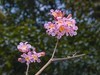 紫花风铃木