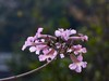 紫花风铃木