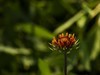 天人菊