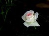 月季花=12