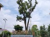 漫步星城 走街串巷（695）嗣同学校