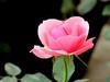 月季花=12