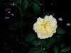 月季花=12