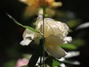 这些花不错