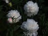 芍药花盛开了