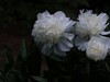 芍药花盛开了