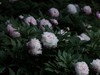 芍药花盛开了