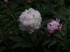 芍药花盛开了