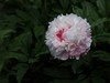 芍药花盛开了