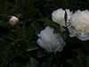 芍药花盛开了