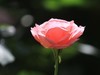 这些花不错