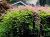 九重葛