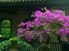 九重葛