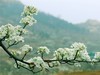 梨花盛开