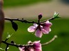 橘子洲拍桃花6
