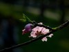 橘子洲拍桃花6