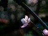 橘子洲拍桃花6